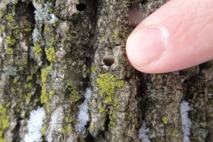 image038